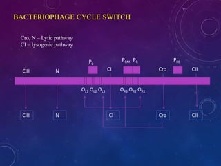 Molecular genetics | PPTX