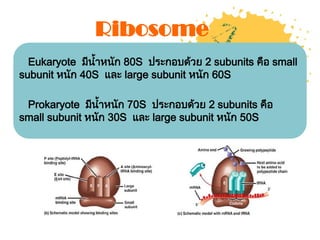 อนูพันธุศาสตร์ (Molecular Genetics) | PDF