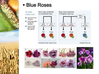 Pink Roses Genes อนูพันธุศาสตร์ (Molecular Genetics) | PDF