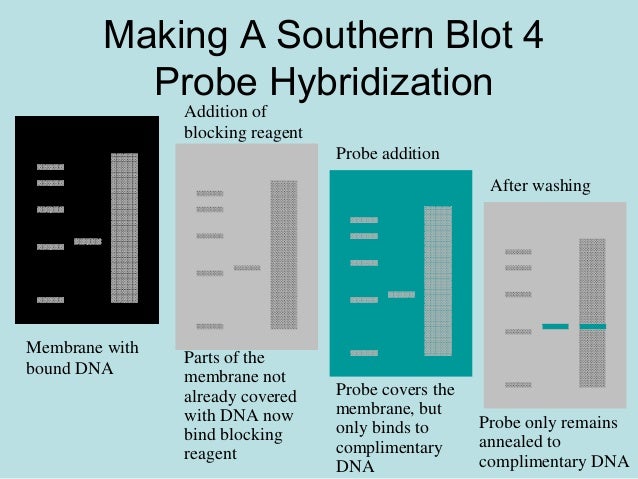 Dna slot blot hybridization