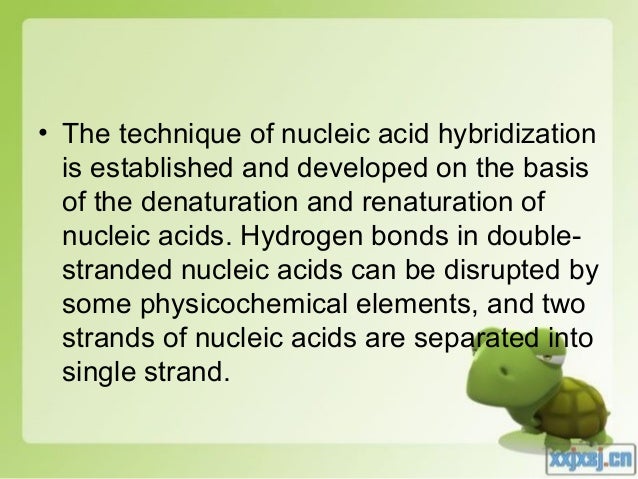 elements of nucleic acids