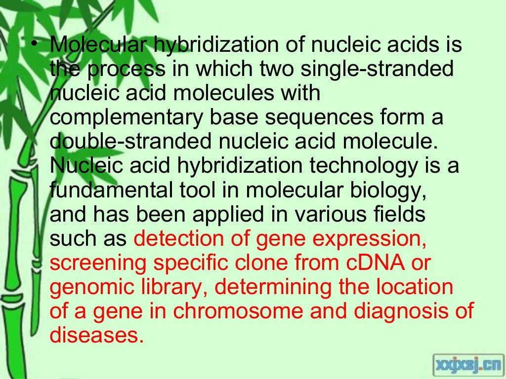 Molecular hybridization of nucleic acids