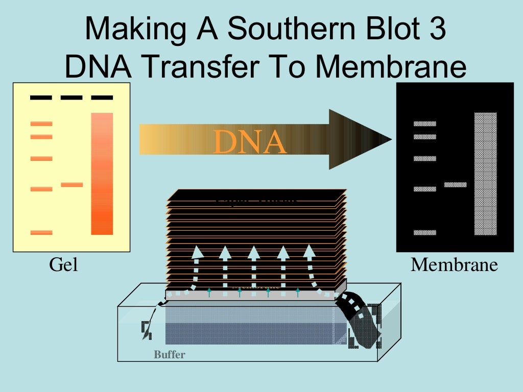Molecular hybridization of nucleic acids