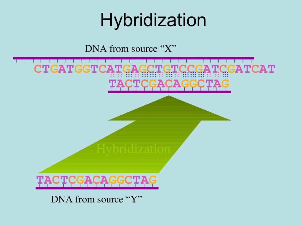 Molecular hybridization of nucleic acids