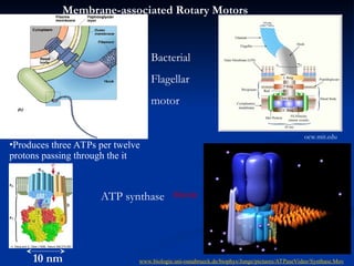 Molecular Machines-Motors for cell biology .ppt