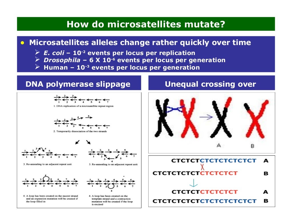 Molecular Marker Techniques