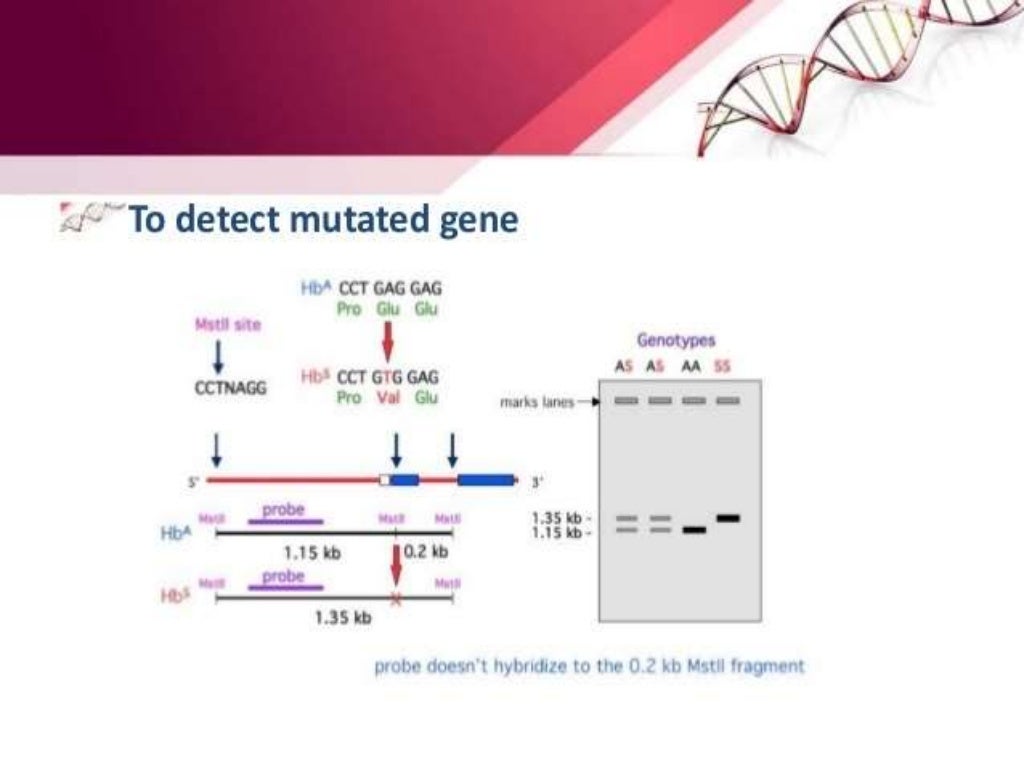 Molecular marker rflp
