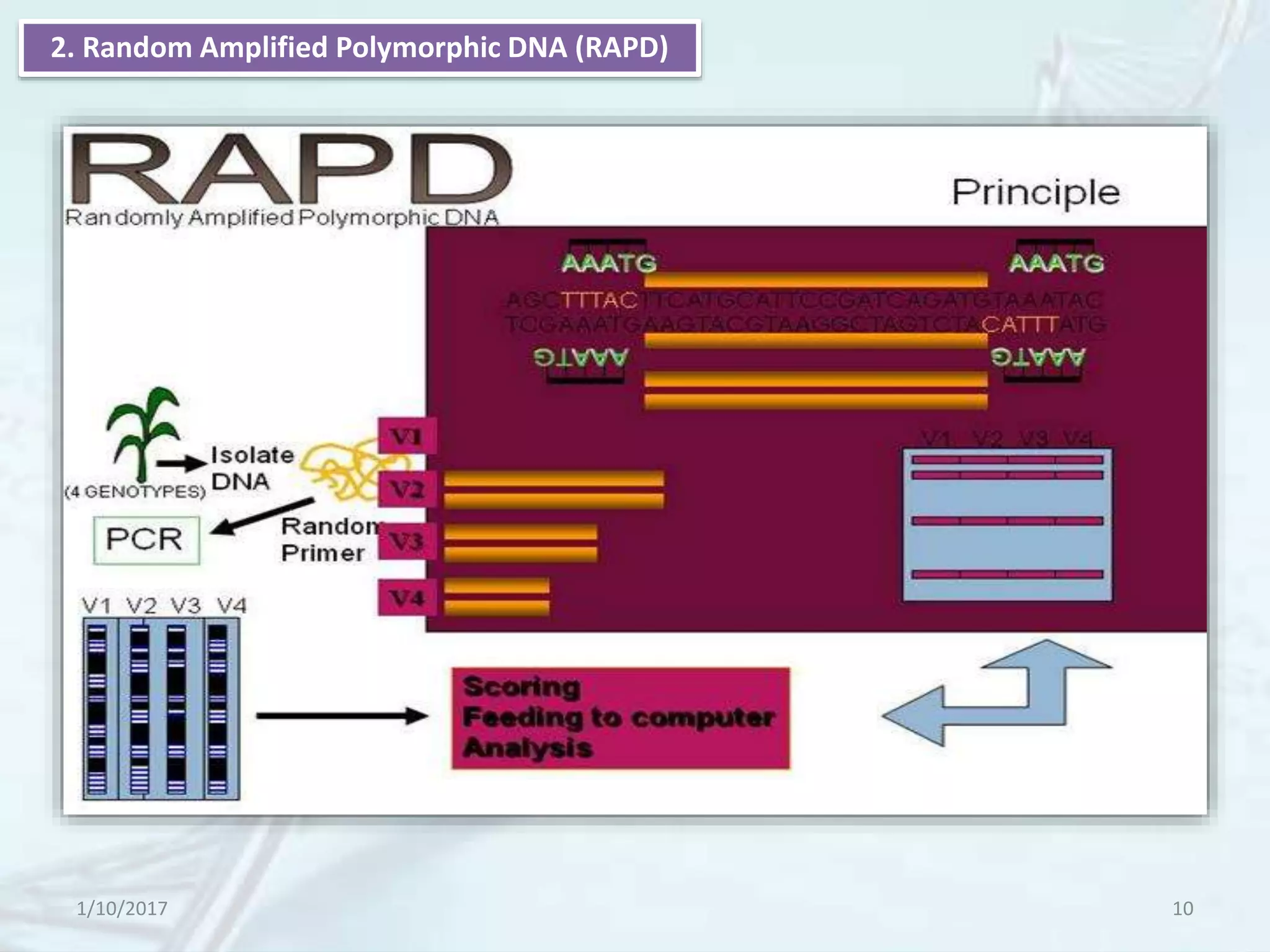 1/10/2017 10
2. Random Amplified Polymorphic DNA (RAPD)
 