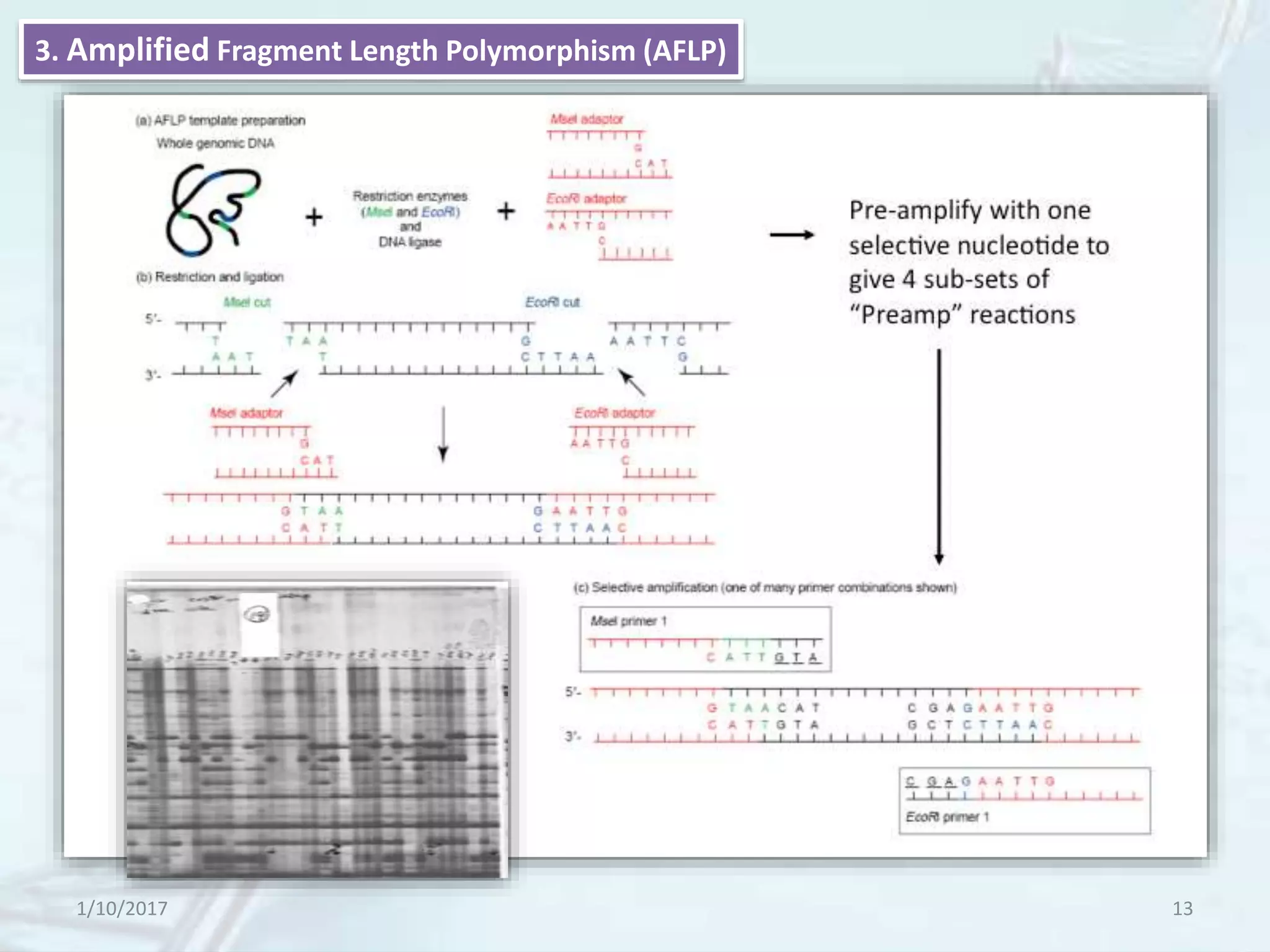 1/10/2017 13
3. Amplified Fragment Length Polymorphism (AFLP)
 
