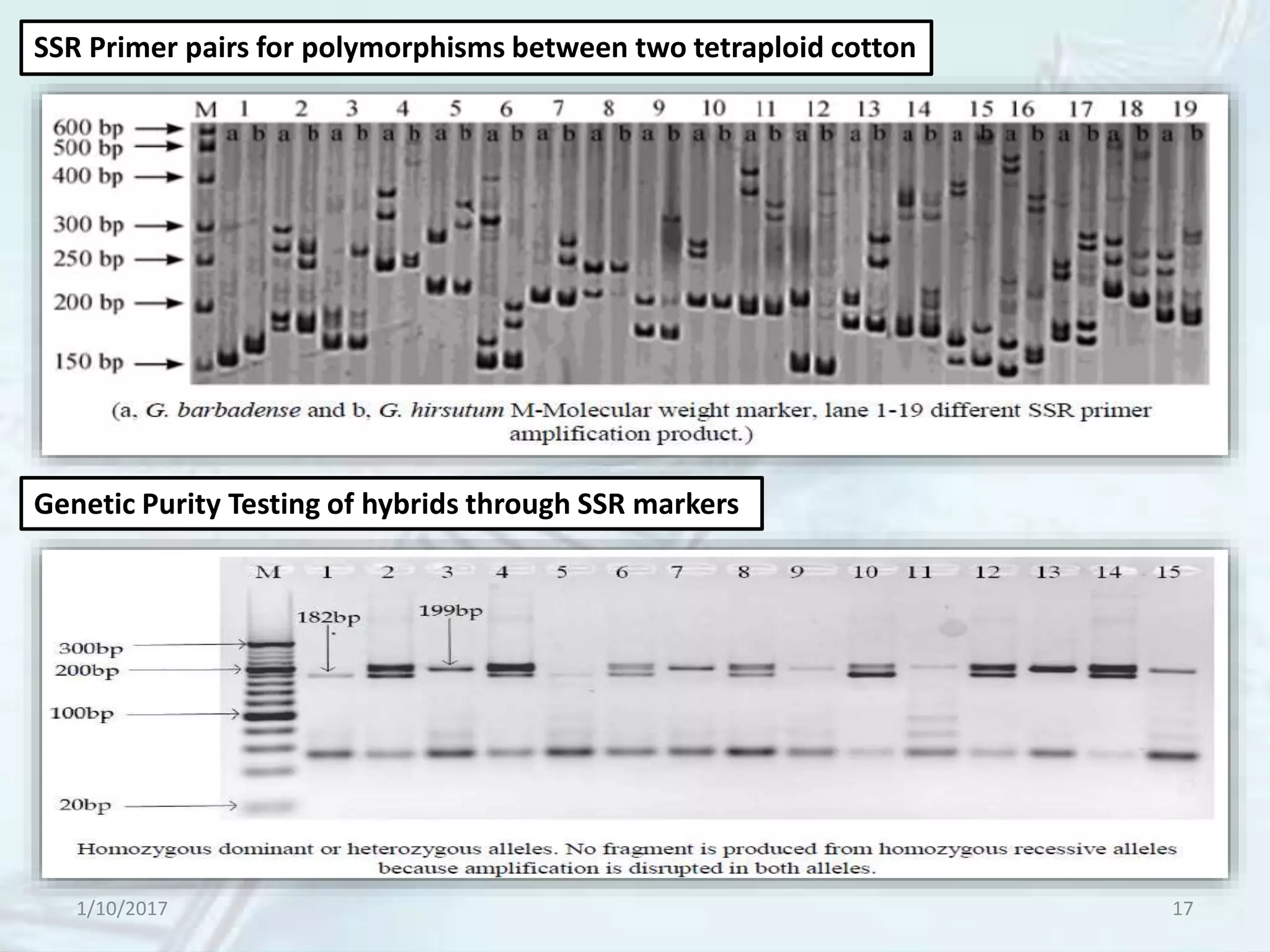 1/10/2017 17
SSR Primer pairs for polymorphisms between two tetraploid cotton
Genetic Purity Testing of hybrids through SSR markers
 