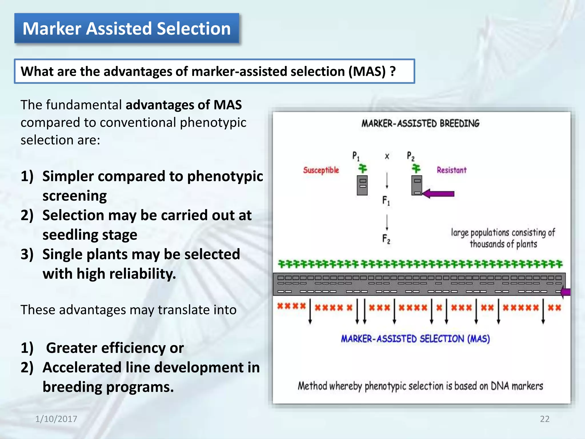 1/10/2017 22
The fundamental advantages of MAS
compared to conventional phenotypic
selection are:
1) Simpler compared to phenotypic
screening
2) Selection may be carried out at
seedling stage
3) Single plants may be selected
with high reliability.
These advantages may translate into
1) Greater efficiency or
2) Accelerated line development in
breeding programs.
What are the advantages of marker-assisted selection (MAS) ?
Marker Assisted Selection
 