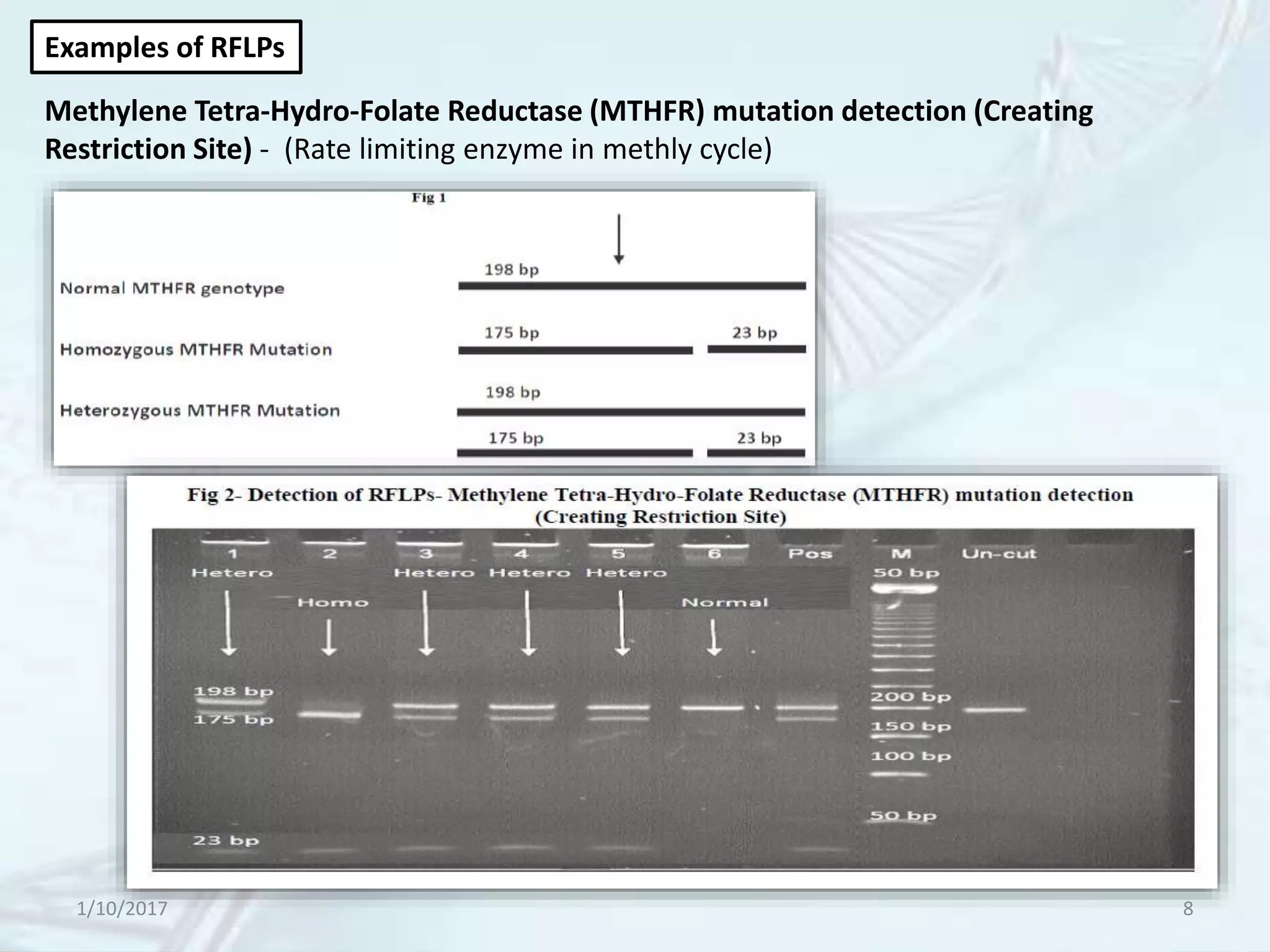 Methylene Tetra-Hydro-Folate Reductase (MTHFR) mutation detection (Creating
Restriction Site) - (Rate limiting enzyme in methly cycle)
Examples of RFLPs
1/10/2017 8
 
