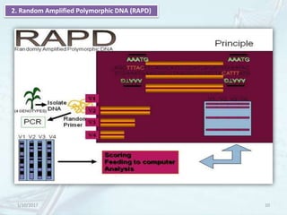 Molecular Marker and It's Applications | PPTX