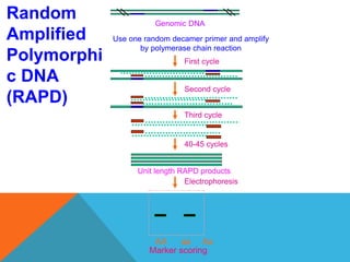 First cycle
Second cycle
Third cycle
Unit length RAPD products
Genomic DNA
Use one random decamer primer and amplify
by polymerase chain reaction
Electrophoresis
AA aa Aa
Marker scoring
40-45 cycles
Random
Amplified
Polymorphi
c DNA
(RAPD)
 