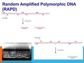 Random Amplified Polymorphic DNA
(RAPD)
 