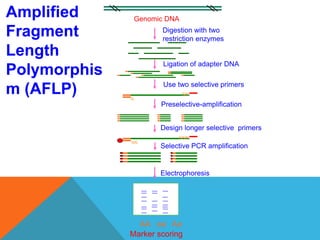 Electrophoresis
AA aa Aa
Marker scoring
Genomic DNA
Digestion with two
restriction enzymes
Ligation of adapter DNA
N
NN
Preselective-amplification
Use two selective primers
NNN
NN
Design longer selective primers
Selective PCR amplification
Amplified
Fragment
Length
Polymorphis
m (AFLP)
 