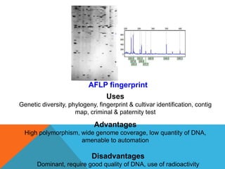 Uses
Genetic diversity, phylogeny, fingerprint & cultivar identification, contig
map, criminal & paternity test
Advantages
High polymorphism, wide genome coverage, low quantity of DNA,
amenable to automation
Disadvantages
Dominant, require good quality of DNA, use of radioactivity
AFLP fingerprint
 