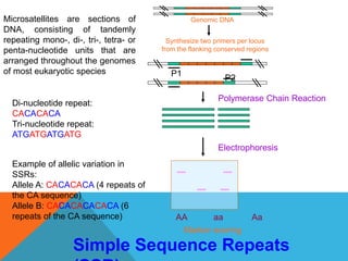 Genomic DNA
P1
P2
Synthesize two primers per locus
from the flanking conserved regions
Polymerase Chain Reaction
Electrophoresis
AA aa Aa
Marker scoring
Simple Sequence Repeats
Di-nucleotide repeat:
CACACACA
Tri-nucleotide repeat:
ATGATGATGATG
Example of allelic variation in
SSRs:
Allele A: CACACACA (4 repeats of
the CA sequence)
Allele B: CACACACACACA (6
repeats of the CA sequence)
Microsatellites are sections of
DNA, consisting of tandemly
repeating mono-, di-, tri-, tetra- or
penta-nucleotide units that are
arranged throughout the genomes
of most eukaryotic species
 