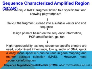 Sequence Characterized Amplified Region
(SCAR)Select a unique RAPD fragment linked to a specific trait and
showing polymorphism
Gel cut the fragment, cloned into a suitable vector and end
sequence
Design primers based on the sequence information,
PCR amplification, gel run
High reproducibility as long sequence specific primers are
used, codominant inheritance, low quantity of DNA, quick
& easy, locus specific & can be used in gene mapping and
marker assisted selection (MAS). However, need
sequence information
Sequence Tagged Microsatellite Site (STMS): when microsatellite locus is ta
 