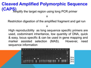 Cleaved Amplified Polymorphic Sequence
(CAPS)Amplify the target region using long PCR primer
Restriction digestion of the amplified fragment and gel run
High reproducibility as long sequence specific primers are
used, codominant inheritance, low quantity of DNA, quick
& easy, locus specific & can be used in gene mapping and
marker assisted selection (MAS). However, need
sequence information
 