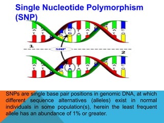 SNPs are single base pair positions in genomic DNA, at which
different sequence alternatives (alleles) exist in normal
individuals in some population(s), herein the least frequent
allele has an abundance of 1% or greater.
Single Nucleotide Polymorphism
(SNP)
 