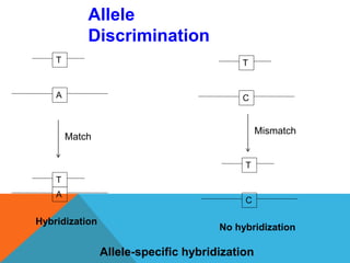 Allele
Discrimination
A C
T T
A
T
Match
C
T
Mismatch
Hybridization
No hybridization
Allele-specific hybridization
 