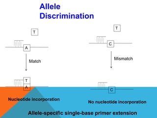 C
T
A
T
Match
C
Mismatch
Nucleotide incorporation
No nucleotide incorporation
Allele-specific single-base primer extension
A
T
Allele
Discrimination
 