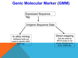 Genic Molecular Marker (GMM)
Expressed Sequence
Tag
Unigene Sequence Data
In silico mining
Software tools are
used to identify SSR,
SNP etc.
Direct mapping
Can be used as
RFLP probe or for
primer designing for
STS, CAPS etc.
 