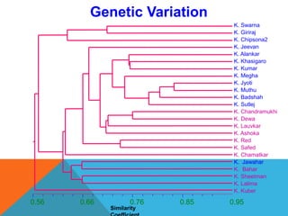 Genetic Variation
Similarity
0.56 0.66 0.76 0.85 0.95
K. Swarna
K. Giriraj
K. Chipsona2
K. Jeevan
K. Alankar
K. Khasigaro
K. Kumar
K. Megha
K. Jyoti
K. Muthu
K. Badshah
K. Sutlej
K. Chandramukhi
K. Dewa
K. Lauvkar
K. Ashoka
K. Red
K. Safed
K. Chamatkar
K. Jawahar
K. Bahar
K. Sheetman
K. Lalima
K. Kuber
 
