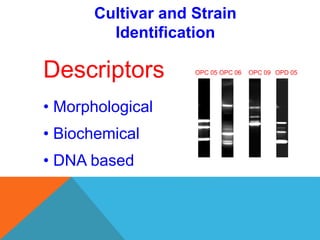 Cultivar and Strain
Identification
OPC 05 OPC 06 OPC 09 OPD 05Descriptors
• Morphological
• Biochemical
• DNA based
 