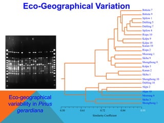 Eco-Geographical Variation
Similarity Coefficient
0.50 0.61 0.72 0.84 0.95
Bokuta 7
Bokuta 9
Spilow 1
Dubling 5
Dubling 7
Spilow 8
Rispa 10
Kalpa 9
Kalpa 10
Kanan 10
Rispa 2
Moorang 1
Skiba 9
Shongthong 9
Kalpa 3
Kanan 2
Skiba 1
Shongthong 10
Dubling 10
Akpa 2
Akpa 10
Moorang 6
Skiba 3
Shongthong 1
Eco-geographical
variability in Pinus
gerardiana
 