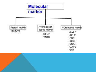 Molecular
marker
Protein marker Hybridization
based marker
PCR based marker
•RFLP
•VNTR
•RAPD
•AFLP
•SSR
•ISSR
•SCAR
•CAPS
•EST
•Isozyme
 