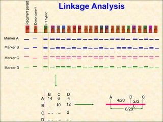 Marker A
Marker C
Marker D
A
B
B
C
C
D
D
14 6 4
…. 10 12
…. …. 2
…. …. ….
A D C
4/20 2/2
0
6/20
Recurrentparent
Donorparent
F1hybridMarker B
Linkage Analysis
 