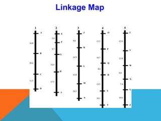 Linkage Map
 