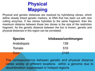 Species kilobases/centimorgan
Arabidopsis 139
Tomato 510
Corn 2140
Physical and genetic distances are resolved by hybridizing clones, which
define closely linked genetic markers, to DNA that has been cut with rare
cutting enzymes. If two clones hybridize to the same fragment, then the
maximum distance between those two clones is the size of the restriction
fragment. As the genetic distance between the loci is known, genetic and
physical distances in this region can be correlated.
Physical
Mapping
The correspondence between genetic and physical distance
varies widely at different locations within a genome due to
recombination suppressed or hotspot regions
 