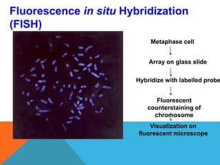 Fluorescence in situ Hybridization
(FISH)
Metaphase cell
Array on glass slide
Hybridize with labelled probe
Fluorescent
counterstaining of
chromosome
Visualization on
fluorescent microscope
 