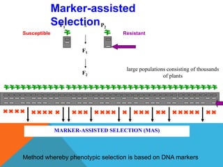 F2
P2
F1
P1 x
large populations consisting of thousands
of plants
ResistantSusceptible
MARKER-ASSISTED SELECTION (MAS)
Method whereby phenotypic selection is based on DNA markers
Marker-assisted
Selection
 