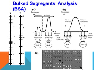 Bulked Segregants Analysis
(BSA)
 