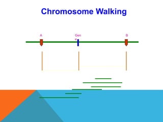 A BGen
e
Chromosome Walking
 