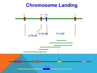 Chromosome Landing
A B CGen
e
0.78 cM
0.16 cM 11.3 cM
B D E F
Gene
 