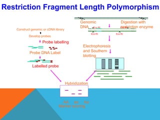 Restriction Fragment Length Polymorphism
Digestion with
restriction enzyme
Construct genomic or cDNA library
Develop probes
Electrophoresis
and Southern
blotting
Probe labelling
Hybridization
AA aa Aa
Marker scoring
Eco RI Eco RI
Eco RI Eco RI
Probe DNA Label
Labelled probe
Genomic
DNA
 