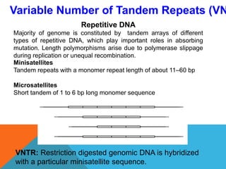 Variable Number of Tandem Repeats (VN
Repetitive DNA
Majority of genome is constituted by tandem arrays of different
types of repetitive DNA, which play important roles in absorbing
mutation. Length polymorphisms arise due to polymerase slippage
during replication or unequal recombination.
Minisatellites
Tandem repeats with a monomer repeat length of about 11–60 bp
Microsatellites
Short tandem of 1 to 6 bp long monomer sequence
VNTR: Restriction digested genomic DNA is hybridized
with a particular minisatellite sequence.
 