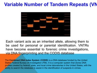 Each variant acts as an inherited allele, allowing them to
be used for personal or parental identification. VNTRs
have become essential to forensic crime investigations,
via DNA fingerprinting and the CODIS database
Variable Number of Tandem Repeats (VN
The Combined DNA Index System (CODIS) is a DNA database funded by the United
States Federal Bureau of Investigation (FBI). It is a computer system that stores DNA
profiles created by federal, state, and local crime laboratories in the United States, with the
ability to search the database to assist in the identification of suspects in crimes
 