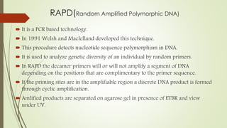 RAPD(Random Amplified Polymorphic DNA)
 It is a PCR based technology.
 In 1991 Welsh and Maclelland developed this technique.
 This procedure detects nucleotide sequence polymorphism in DNA.
 It is used to analyze genetic diversity of an individual by random primers.
 In RAPD the decamer primers will or will not amplify a segment of DNA
depending on the positions that are complimentary to the primer sequence.
 If the priming sites are in the amplifiable region a discrete DNA product is formed
through cyclic amplification.
 Amlified products are separated on agarose gel in presence of ETBR and view
under UV.
 