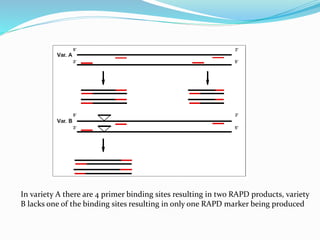 In variety A there are 4 primer binding sites resulting in two RAPD products, variety
B lacks one of the binding sites resulting in only one RAPD marker being produced
 