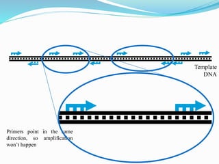 Template
DNA
Primers point in the same
direction, so amplification
won’t happen
 