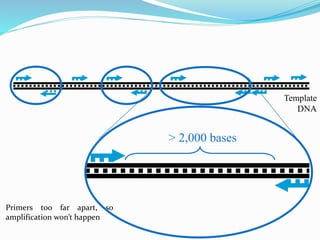 Template
DNA
Primers too far apart, so
amplification won’t happen
> 2,000 bases
 