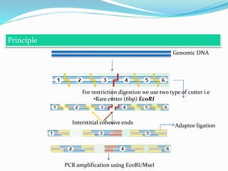 Principle
Genomic DNA
For restriction digestion we use two type of cutter i.e
•Rare cutter (6bp) EcoRI
•Frequent cutter (4bp) MseI
Interstitial cohesive ends
Adaptor ligation
PCR amplification using EcoRI/MseI
 