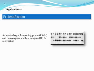 F1 identification
An autoradiograph detecting parent (P1&P2)
and homozygous and heterozygous (H ) F1
segregation
Applications:-
1
 