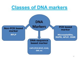 Classes of DNA markers
12
DNA
Markers
Non-PCR based
marker
RFLP
PCR based
marker
Microsatellite,
RAPD, AFLP, ISSR
DNA-sequence
based marker
CAPS (PCR-RFLP), SCAR,
SNP, etc
 